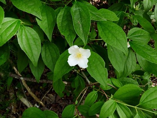 {Philadelphus inodorus}